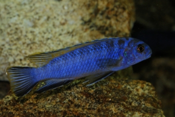 Tropheops kumwera Kanchedza (Mâle)