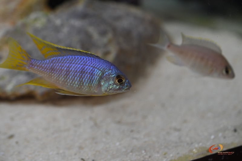 Placidochromis sp. 