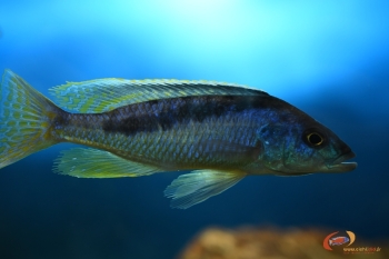 Mylochromis gracilis