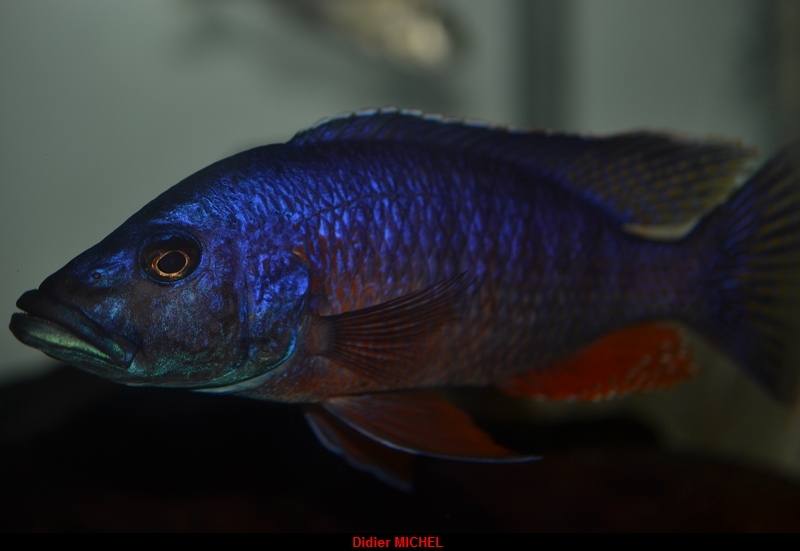 Stigmatochromis modestus