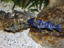 Labeotropheus trewavasae Thumbi West (Couple)