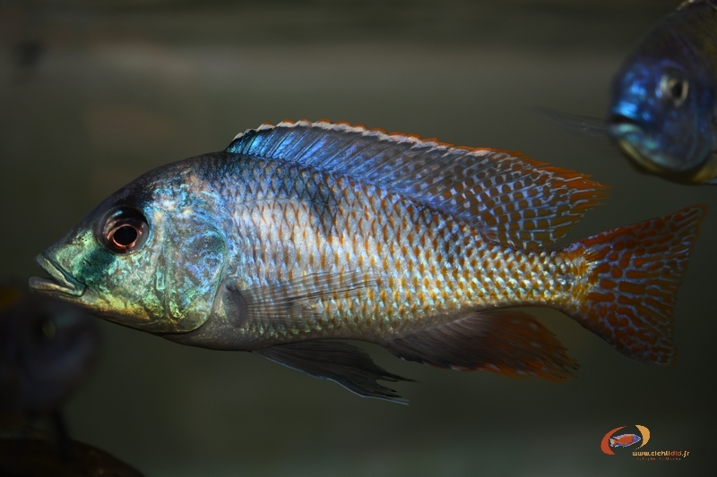 Trematocranus placodon Likoma