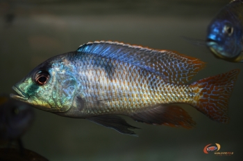 Trematocranus placodon Likoma
