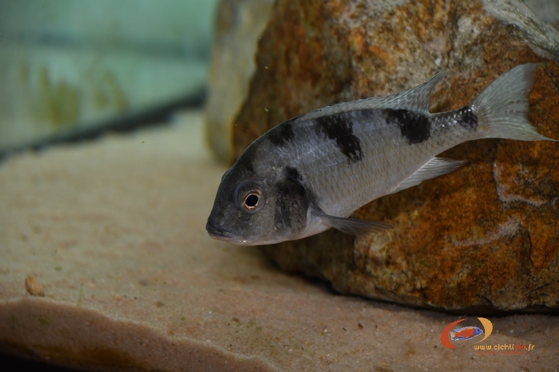 Trematocranus placodon Likoma (Femelle)