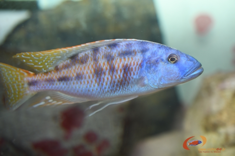 Tyrranochromis nigriventer (Mâle)