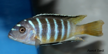Maylandia sp.