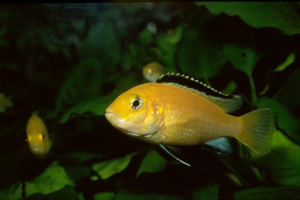 labidochromis caeruleus Mbowe