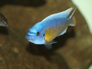 Labeotropheus fuelleborni Katale Island (mâle)