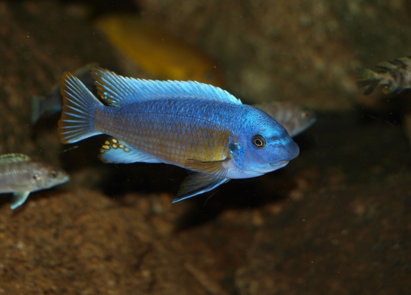 Labeotropheus fuelleborni Katale Island (mâle)