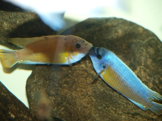 Labeotropheus fuelleborni Katale Island (mâles)