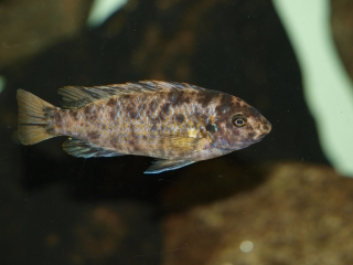 Labeotropheus fuelleborni Katale Island (femelle OB)
