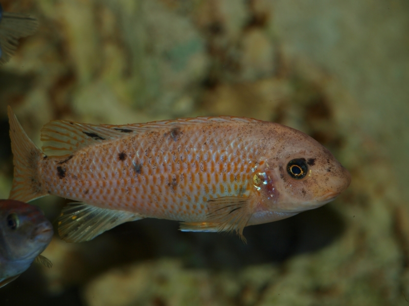 Labeotropheus fuelleborni Katale Island (femelle O)