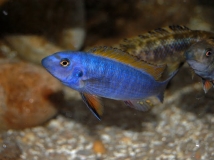 Labeotropheus trewavasae Thumbi West (Male)