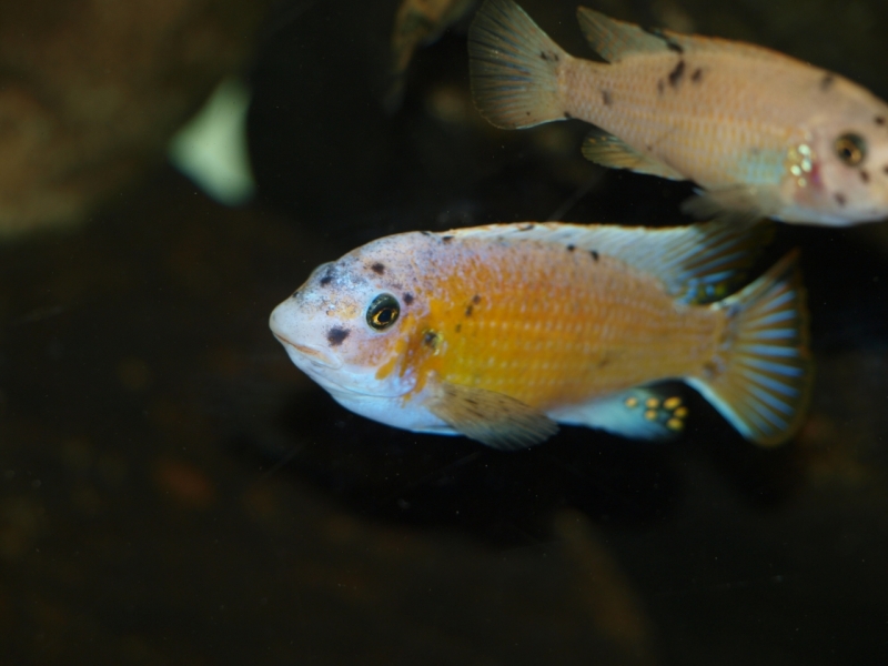 Labeotropheus fuelleborni Katale Island (mâle O)