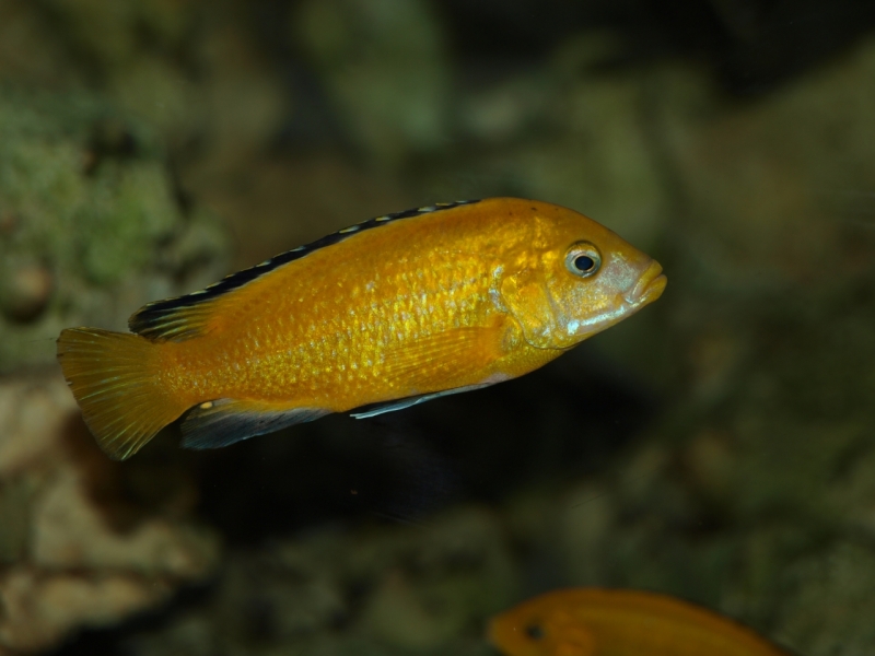 Labidochromis caeruleus Ruarwe (mâle)