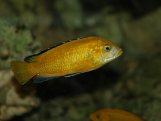Labidochromis caeruleus Ruarwe (mâle)