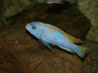 Maylandia mbenjii Mbenji Island (mâle MC)