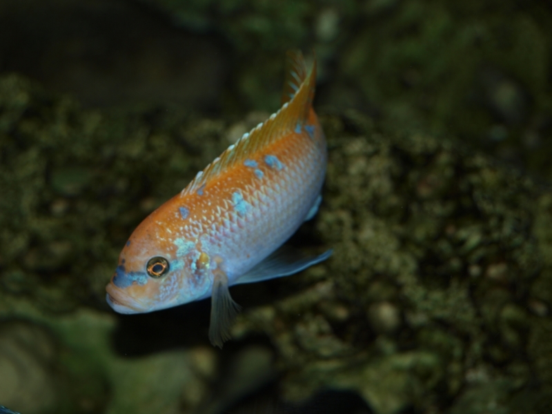 Maylandia mbenjii Mbenji Island (mâle O)