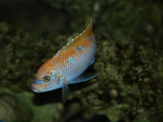 Maylandia mbenjii Mbenji Island (mâle O)