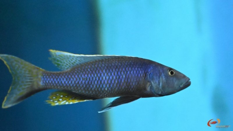 Champsochromis caeruleus Mâle