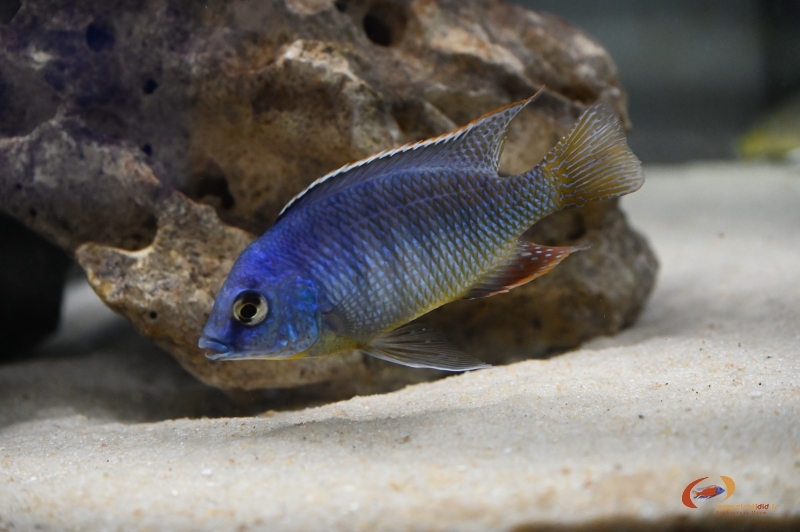 P. dejunctus chinyamwezi
