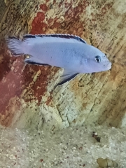 Chindongo socolofi mara rocks (male)