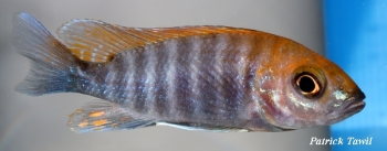 Aulonocara jacobfreibergi Mazinzi Reef