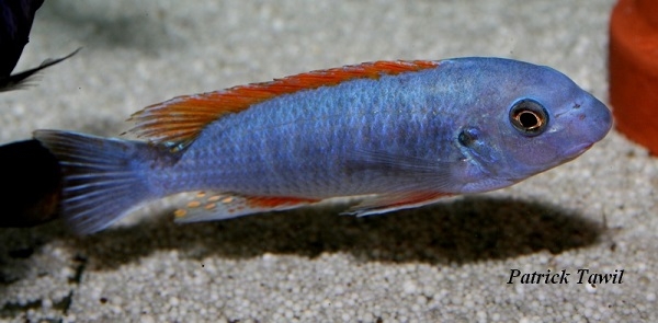 Labeotropheus trewavasae Namalenje