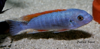 Labeotropheus trewavasae Namalenje