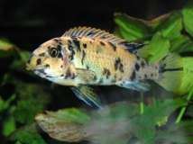 Labeotropheus trewavasae Thumbi West (Femelle OB)