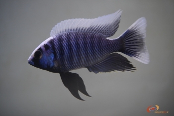 Copadichromis cyaneus Zimbawe rock