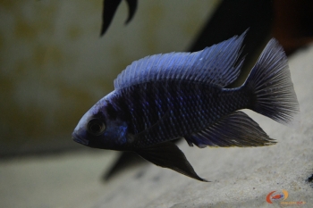 Copadichromis cyaneus Zimbawe rock