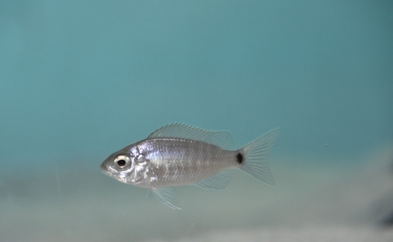 Copadichromis cyaneus Zimbawe rock (femelle)