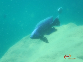 Copadichromis cyaneus Tsano rock