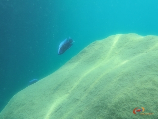 Copadichromis  cyaneus Tsano rock