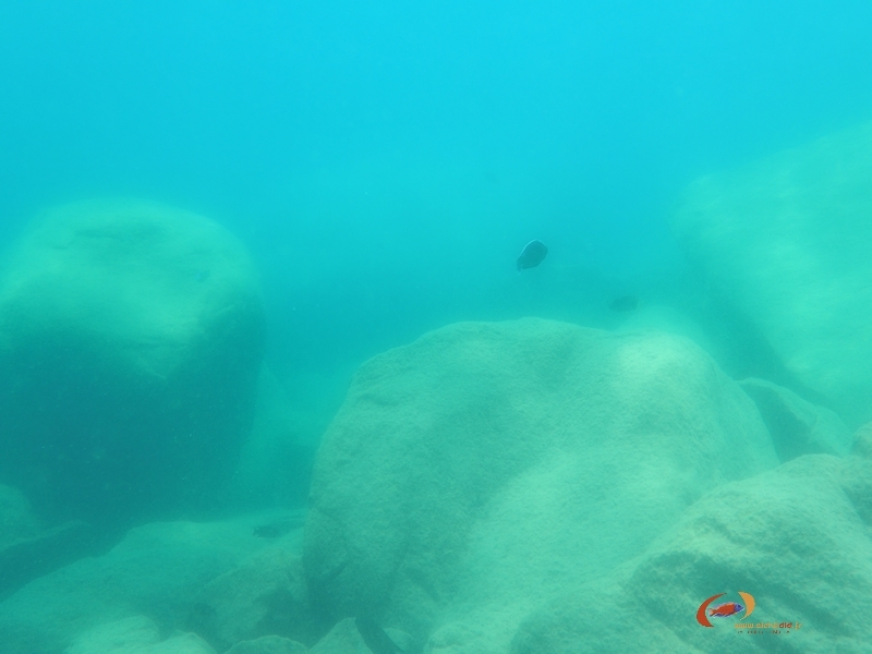 Copadichromis  cyaneus Tsano rock