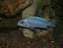 Labidochromis sp.