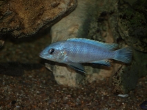 Labidochromis sp."blue white" Tumbi Reef (Male)