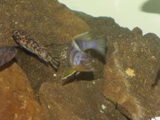 Maylandia sp. 