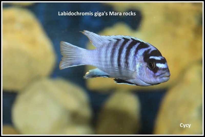 Labidochromis sp. 