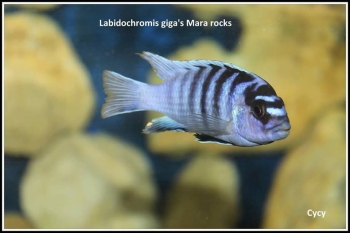Labidochromis sp. 