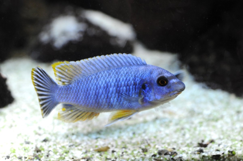 Labeotropheus fuelleborni Thumbi west Island