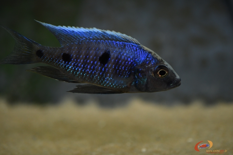 copadichromis parvus Metangula (mâle)