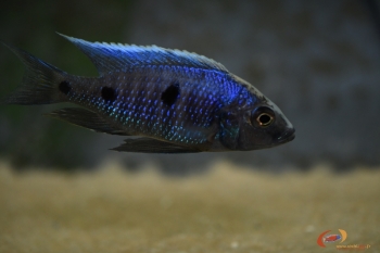 copadichromis parvus Metangula (mâle)