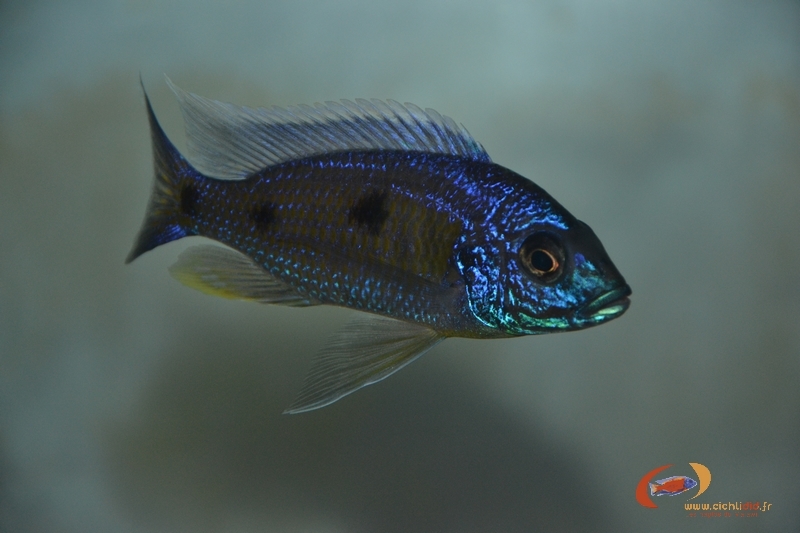 Copadichromis verduyni Namitumbwe (mâle)