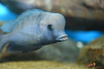 Cyrtocara moorii