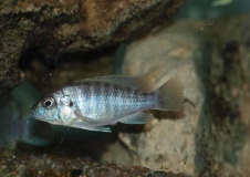 Labidochromis sp.