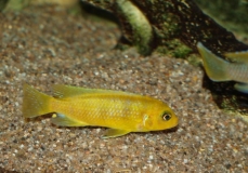 Maylandia lombardoi Nkhomo Reef (Mâle)