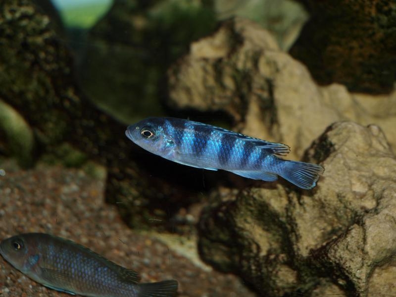 Maylandia lombardoi Nkhomo Reef (Femelle)