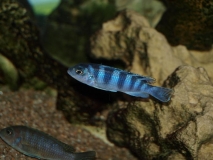 Maylandia lombardoi Nkhomo Reef (Femelle)
